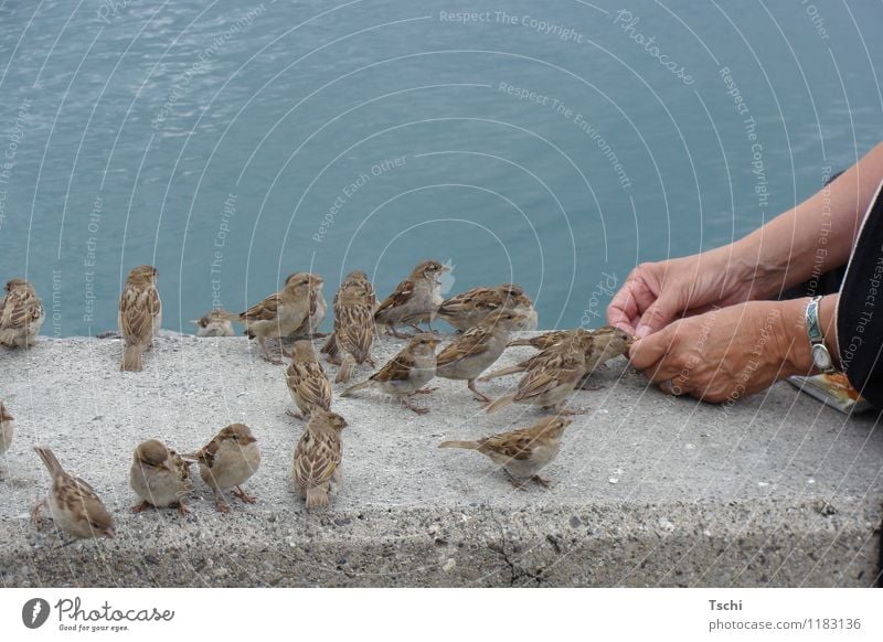 sparrow conversation Hand Fingers Water Animal Bird Group of animals To feed Feeding Curiosity Blue Brown Gray Nature Animals Feed the birds Sparrow