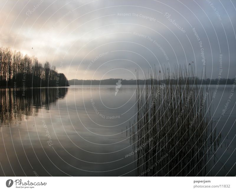 Evening atmosphere at the lake Lake Sunset Common Reed Reflection Evening sun Fog Water