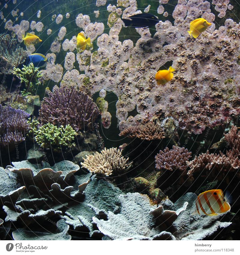 fishtank IV Aquarium Coral Ocean Fish Water