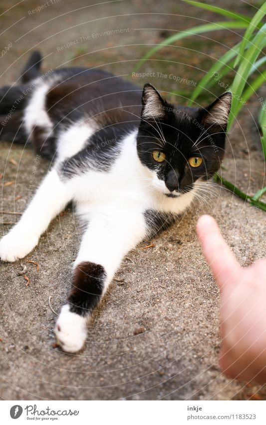 There Pet Cat 1 Animal A Royalty Free Stock Photo From Photocase