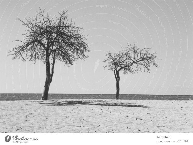 deserted Black & white photo Deserted Shadow Calm Vacation & Travel Summer Beach Ocean Sand Water Sky Warmth Tree Coast Hot Dry White Loneliness Cuba Physics