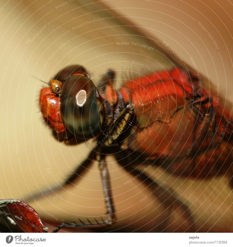 who's watching who? Nature Animal Animal face Wing Dragonfly Dragonfly wings Eyes Compound eye 1 Observe Wait Insect Asia Singapore Legs Big dragonfly