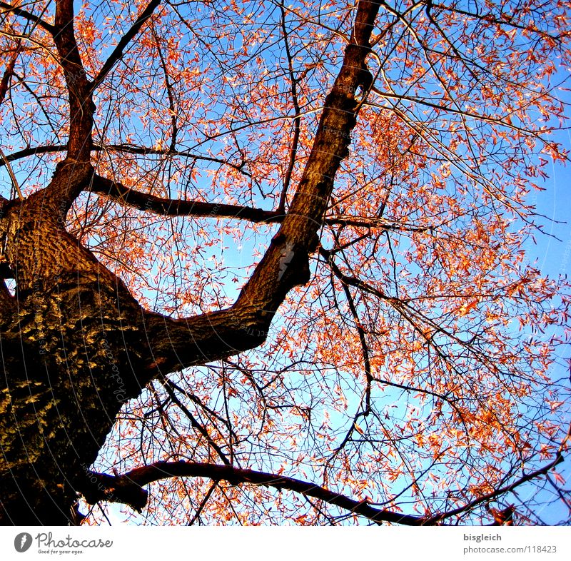 autumn tree Colour photo Exterior shot Deserted Worm's-eye view Sky Autumn Tree Leaf Cold Blue Brown Environment Environmental protection Growth Tree trunk