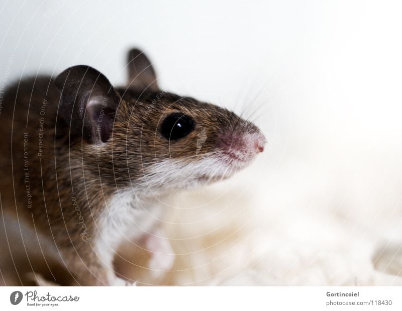 little rascal Pet Mouse Animal face Pelt 1 Small Cute Brown Button eyes Rodent Diminutive Mammal Pests African pixie mouse dwarf mouse peck mouse Mus minutoides
