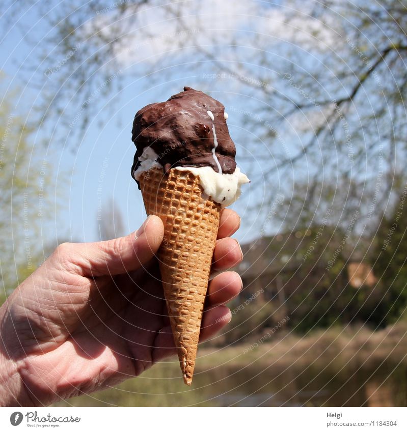 hmmmm...yummy! Food Dairy Products Dough Baked goods Ice cream Chocolate Ice-cream cone Human being Man Adults Hand Fingers Nature Landscape Tree To enjoy Fresh