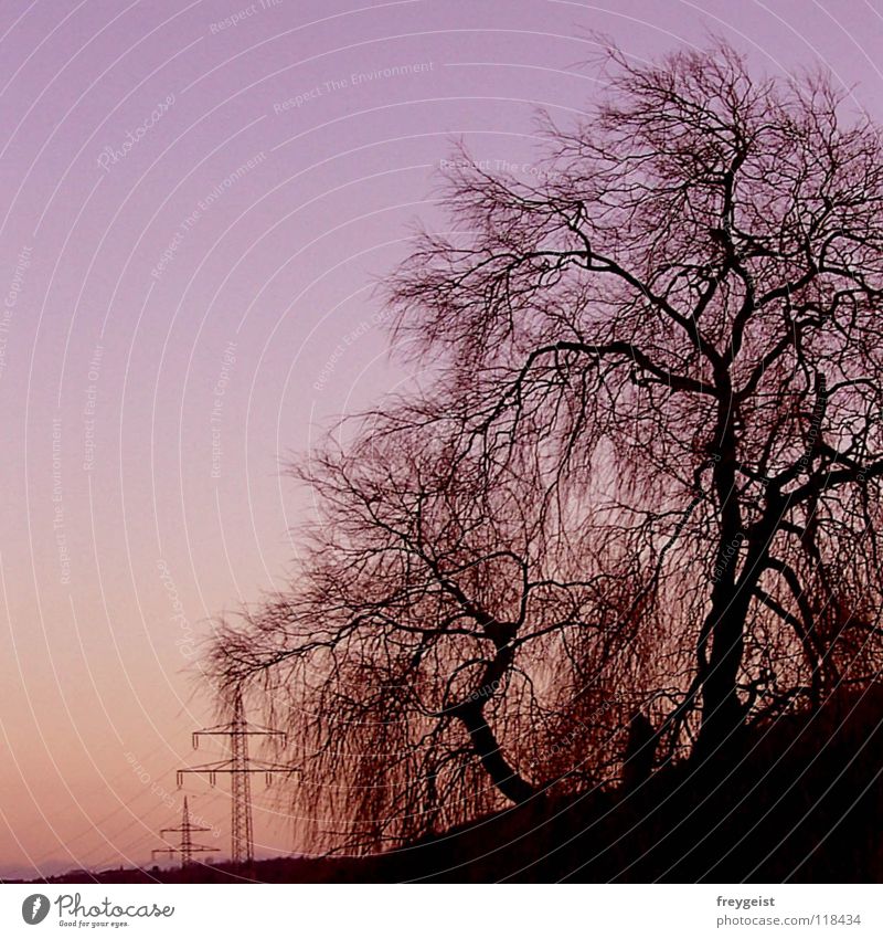 purple sky Violet Pink Tree Sky Electricity Nature Industry Energy industry Contrast anni k.