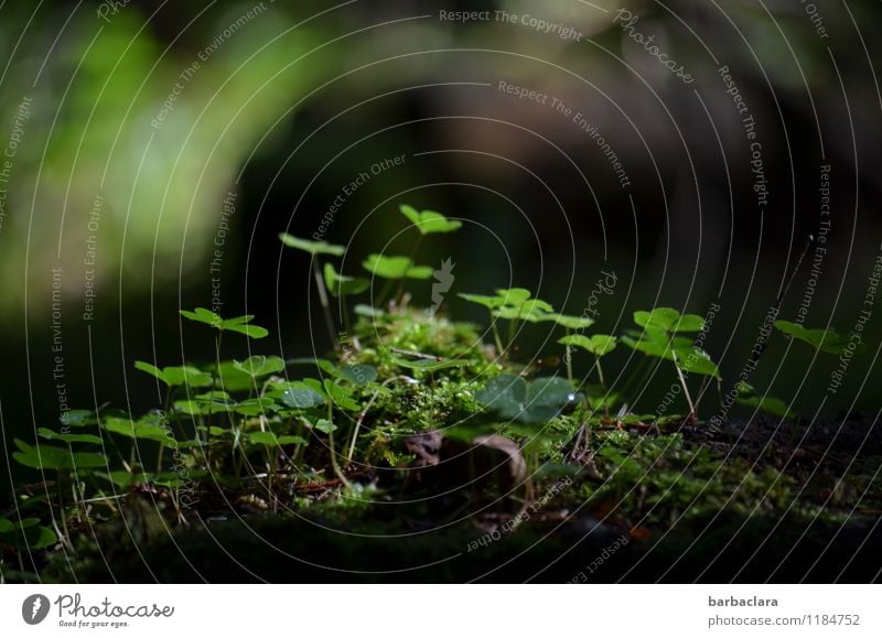 green, green, green Nature Plant Drops of water Spring Moss Clover Forest Woodground Growth Fragrance Fresh Green Emotions Moody Joie de vivre (Vitality)