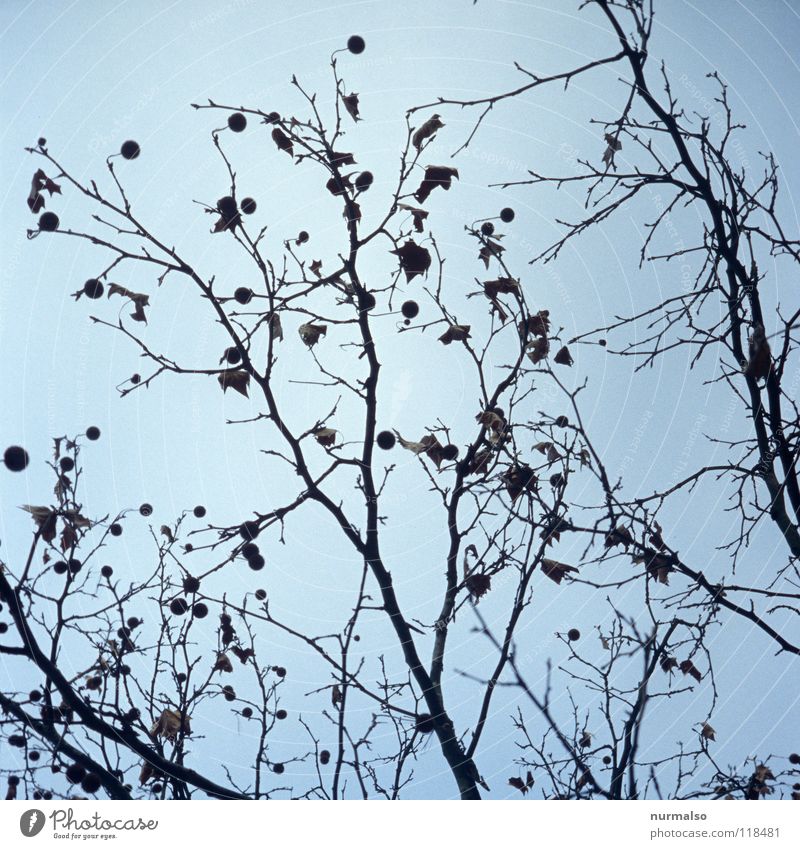 Bommel bush II Bushes Tree Tuft Cap Cold Winter Leaf Gray Heavy Grief Dark Hang Driving Roadside Moody Autumn Time Infinity Brandenburg Emotions Seasons Park