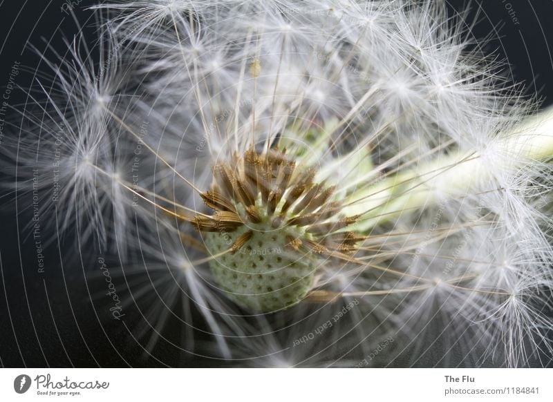 On the jump Plant Flower Blossom Wild plant Dandelion Seed Seed plant Blossoming To fall Flying Faded To dry up Esthetic Beautiful Brown Gray White Spring fever