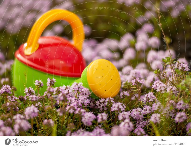 professional tool Gardening Summer Nature Plant Spring Thyme Watering can Toys children's watering can Plastic Blossoming Cute Yellow Green Violet Orange Red