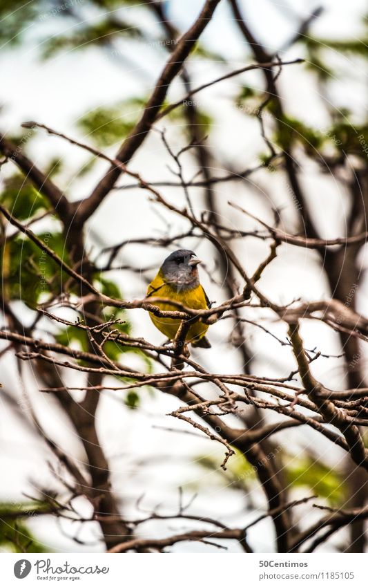 small yellow bird Environment Nature Landscape Beautiful weather Plant Tree Forest Argentina Animal Wild animal Bird 1 Cold Blue Yellow Green Calm Colour photo
