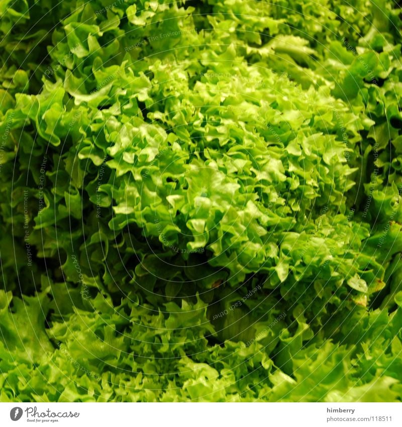 salatcase Green Ecological Organic farming Nutrition Foliage plant Healthy Vitamin Vegetable Vegetarian diet Lettuce Food salad supermart Markets