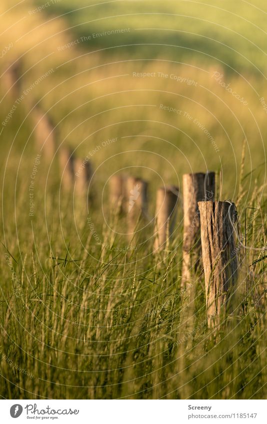 In the field... Nature Landscape Plant Sunrise Sunset Spring Summer Beautiful weather Grass Bushes Meadow Field Fence Fence post Old Brown Green Protection