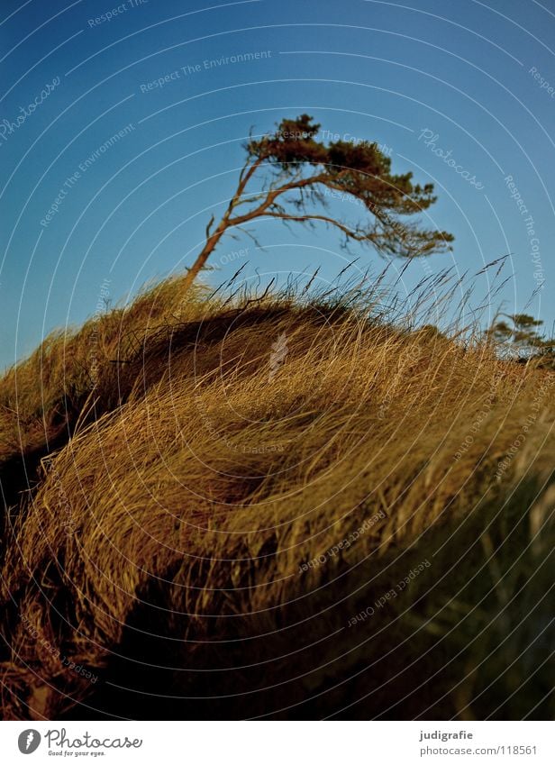 wind whisperer Wind cripple Grass Fischland-Darss-Zingst Western Beach Passion Edge of the forest Beautiful Tree trunk Green Meadow Gale Rough Environment