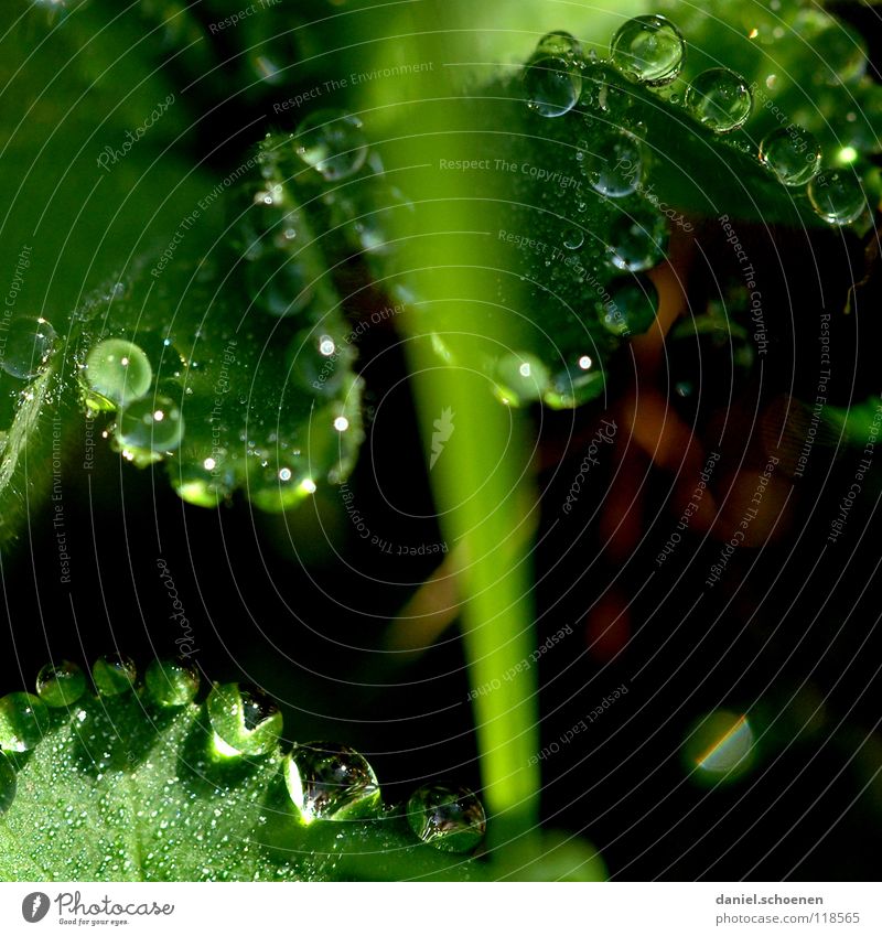 Dew drops 3 Drops of water Clarity Fresh Clean Pure Leaf Green Glittering Light Morning Grass Transparent Background picture Meadow Macro (Extreme close-up)