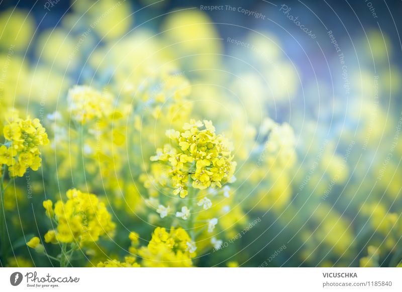 Yellow flowers in the garden Style Design Summer Garden Nature Plant Spring Autumn Flower Leaf Blossom Park Background picture Abstract Exterior shot Flowerbed