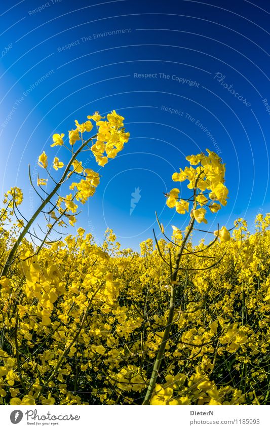 Skywards Plant Cloudless sky Spring Blossom Agricultural crop Field Blue Yellow Green Canola Canola field Oilseed rape flower Oilseed rape cultivation Contrast
