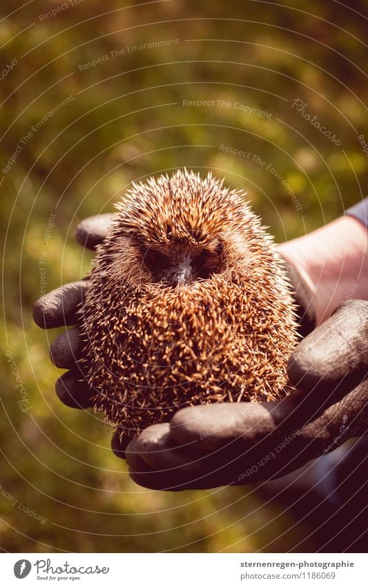 hedgehog ball Wild animal 1 Animal Hedgehog Spherical Autumn Garden rearing Spine Colour photo Day