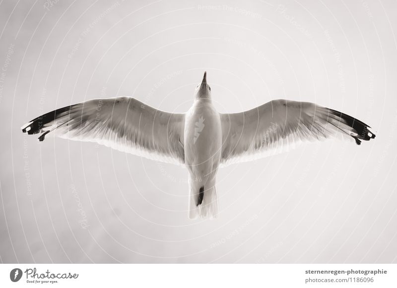 From below Black & white photo Seagull Flying Floating Flight of the birds Feather Wing Grand piano Sky Worm's-eye view Beak Animal foot Bird Freedom Future