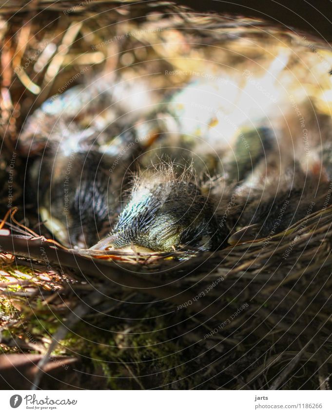 have a nap Animal Wild animal Bird 4 Baby animal Sleep Protection Love of animals Calm Nature Chick Blackbird Nest Love and security Safety Colour photo