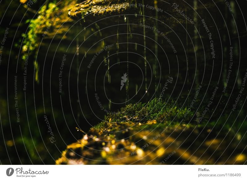 the moss feels at home there Environment Nature Plant Elements Earth Water Drops of water Climate Rain Grass Moss Foliage plant Wild plant Forest Virgin forest