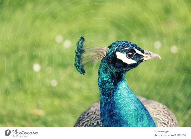 le plus beau du quartier Nature Park Meadow Animal Bird Blue Gray Green White Peacock Conceited Bright green Metal coil Headdress Feather Turquoise Pride