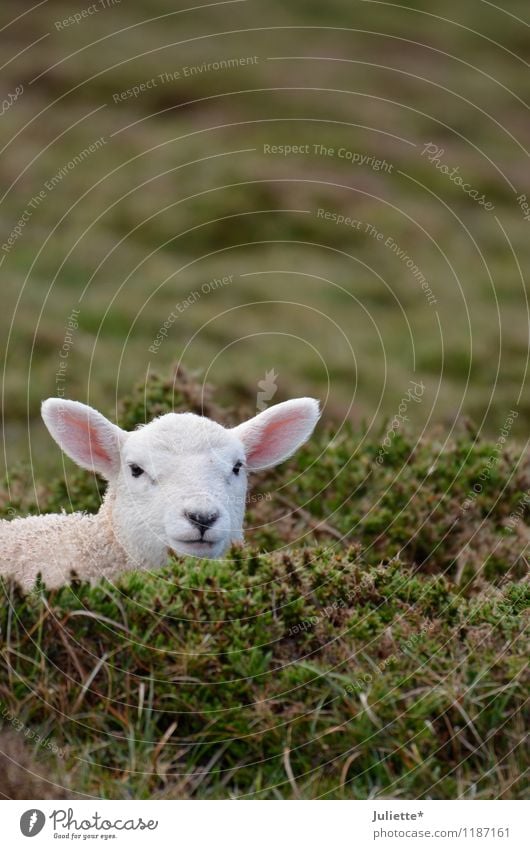s´Lämmle Nature Landscape Earth Spring Meadow Field Animal Lamb Sheep 1 Baby animal Vacation & Travel Life Curiosity Watchfulness Calm Hide Pelt White Pink