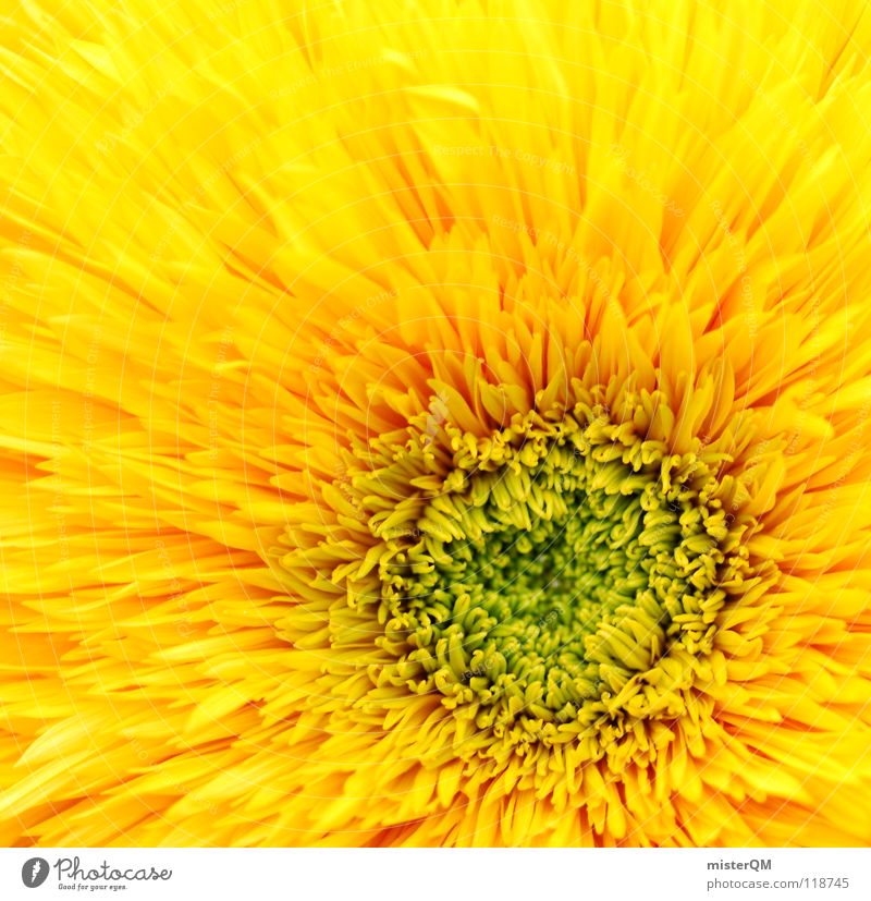 mesmerizing sun Flower Blossom Blossom leave Middle Central Square Yellow Green Physics Nature Growth Lighting Fresh Juicy Beautiful Primordial