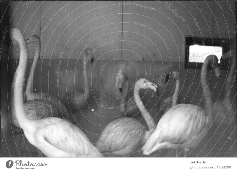 Flamingos, 1984 Bird Exotic Zoo Enclosure Penitentiary Captured Winter garden Winter festival Quarter Bird's cage Copy Space Black & white photo Gloomy Sadness