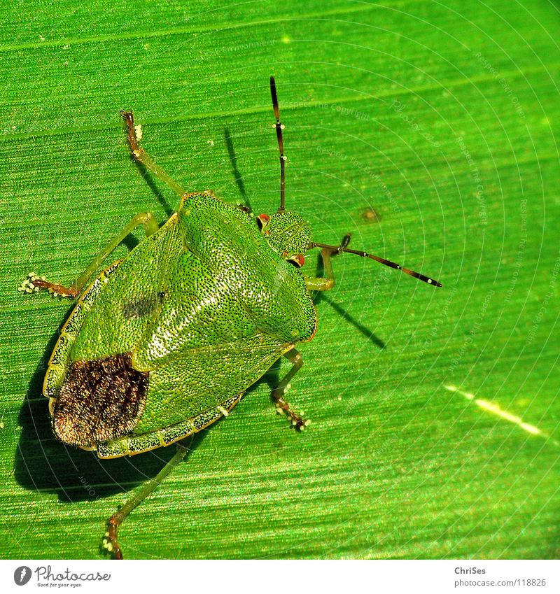 Green on green : Green stink bug (Palomena prasina) Green shieldbug Shield bug Bug Insect Animal Leaf Northern Forest Macro (Extreme close-up) Close-up Fear