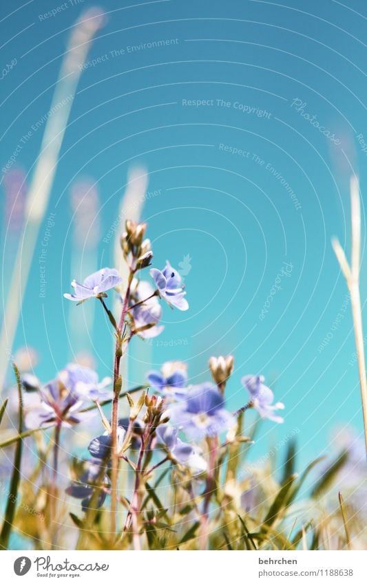 toward heaven Nature Plant Cloudless sky Spring Summer Autumn Beautiful weather Flower Grass Leaf Blossom Wild plant Veronica Garden Park Meadow Field