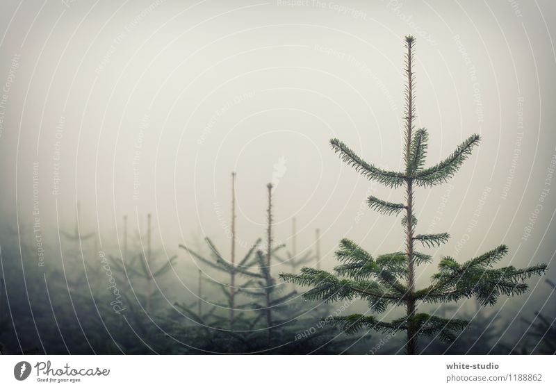 Christmas tree manufactory Nature Plant Tree Feasts & Celebrations Farm Fir tree Fir needle Fir branch Winter Fog Forest Top of the Christmas tree Production