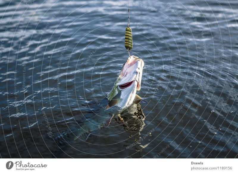 Small Tench Caught on Fishing-rod. Fishing Stock Image - Image of