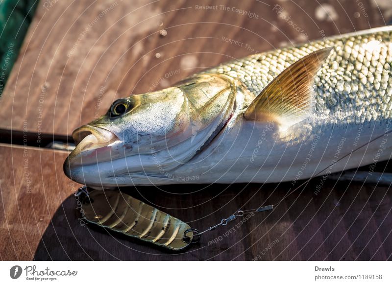 Tench on hook Animal Fish - a Royalty Free Stock Photo from Photocase