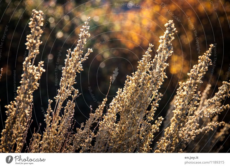 evening sun Environment Nature Landscape Plant Sunlight Summer Autumn Climate Beautiful weather Bushes Grass Autumn leaves Garden Friendliness Warmth Yellow