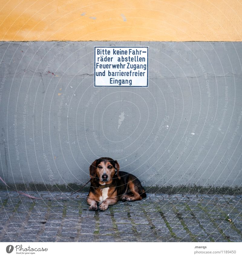reference Wall (barrier) Wall (building) Dog 1 Animal Signs and labeling Signage Lie Break Dog lead Wait Funny Colour photo Exterior shot Deserted