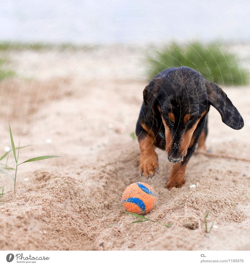 dig Leisure and hobbies Playing Environment Nature Sand Grass River bank Beach Animal Pet Dog Animal face Paw Dachshund 1 Ball Happiness Cute Joy