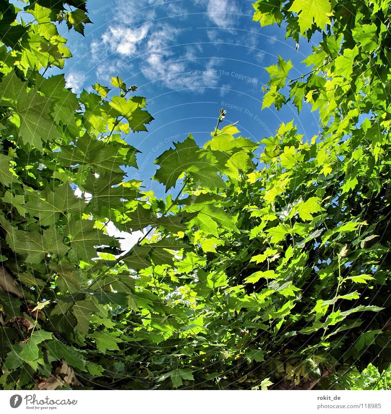 outlook Sparkling wine Eltville Rhine Alcohol-fueled Wake up Sleep Tingle Tree Leaf Clouds White Green Insight Leaf canopy Rheingau Shadow Cold Fresh Summer