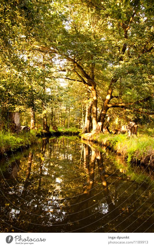 Spreewald tour Environment Nature Landscape Water Summer Beautiful weather Plant Tree Deciduous forest Forest River bank Brandenburg Germany Discover Relaxation