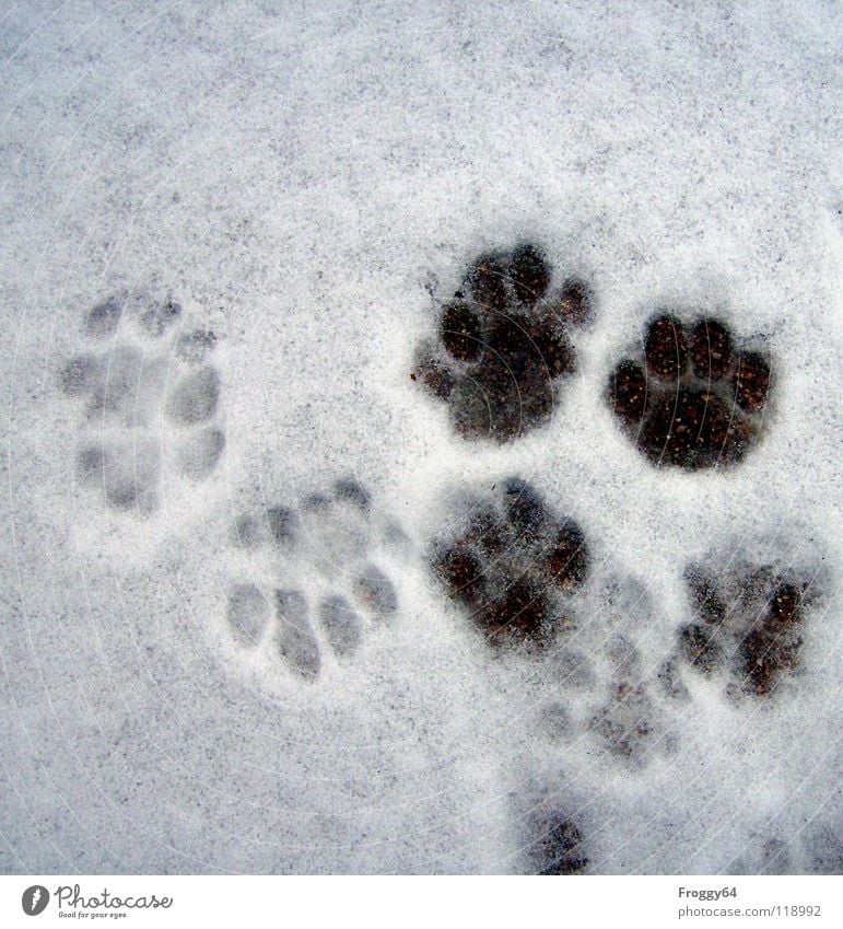 tracing... Black White Cat Paw Land-based carnivore Winter Cold Tracks Footprint Black & white photo Mammal Feet Snow Anna Froggy64 froggy terrace