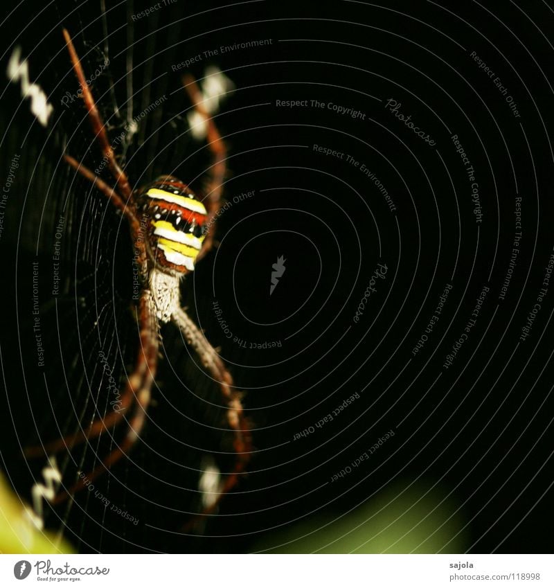 argiope Nature Animal Virgin forest Spider 1 Stripe Net Yellow Red Black Striped Legs Head Orb weaver spider Singapore Spider's web Asia Sewing thread