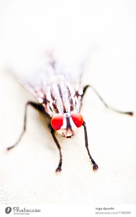 fly face Environment Nature Animal Wild animal Fly Animal face Wing Insect Eyes 1 Observe Crawl Exceptional Red Black White Colour photo Exterior shot Deserted