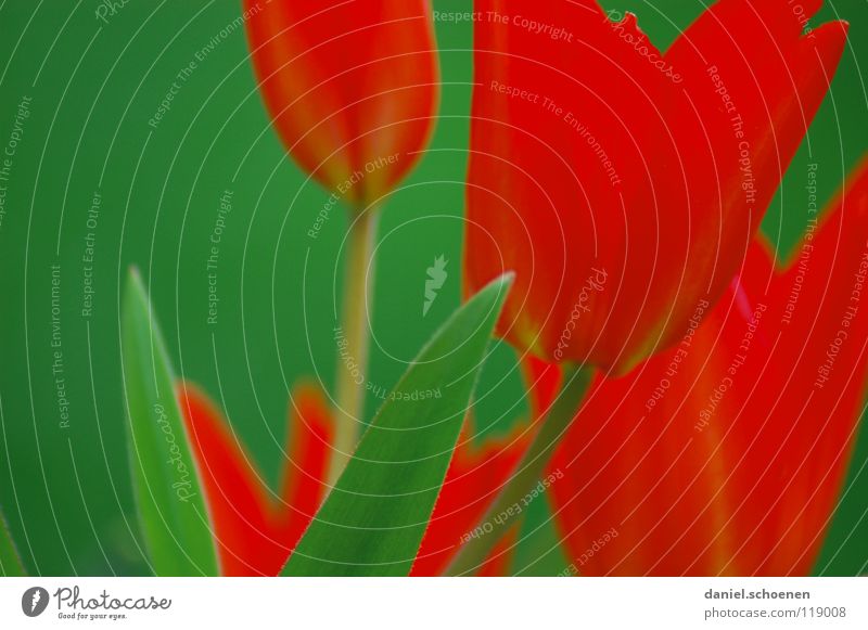 Tulips flat Red Green Spring Summer Flower Blossom Background picture Grass green Depth of field Meadow Macro (Extreme close-up) Close-up fiery red Nature