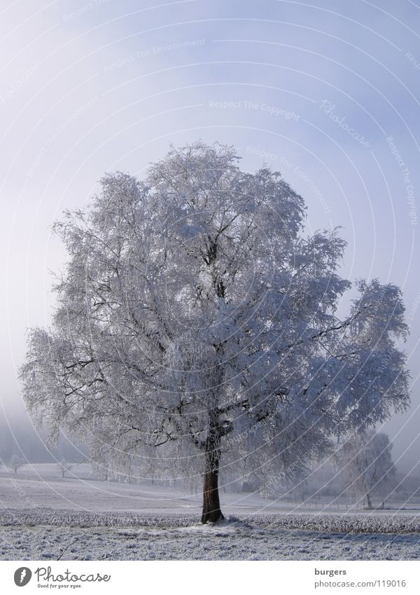 cold flowering Tree Hoar frost Field Winter Snowscape December Calm Deciduous tree Fog White Gray Black Cold Switzerland Sky Landscape winter picture Blue