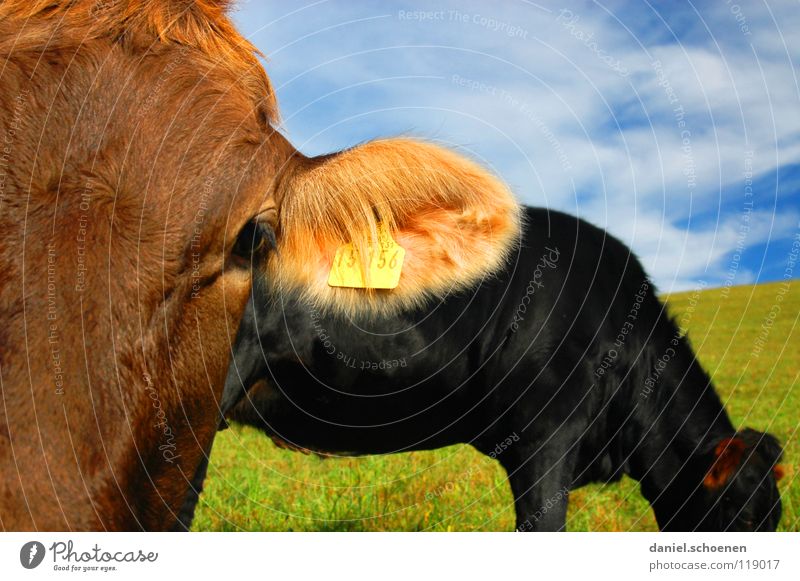 15156 Calf Cow Wide angle Agriculture Livestock Meadow Summer Spring Green Cyan Yellow Flower Vacation & Travel Black Forest Environment Habitat Ecological