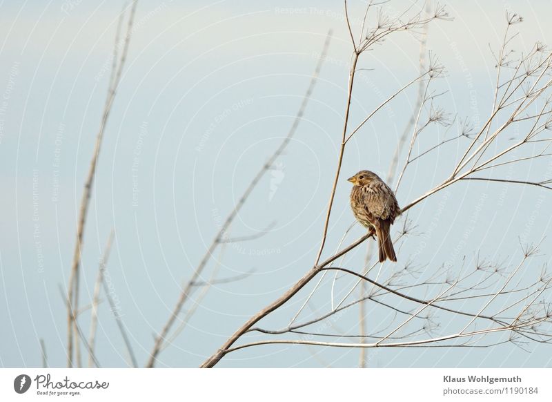 No sparrow in the hand Environment Nature Animal Sky Cloudless sky Spring Summer Beautiful weather Meadow Field Bird Animal face Corn Bunting bunting 1 Sit Wait
