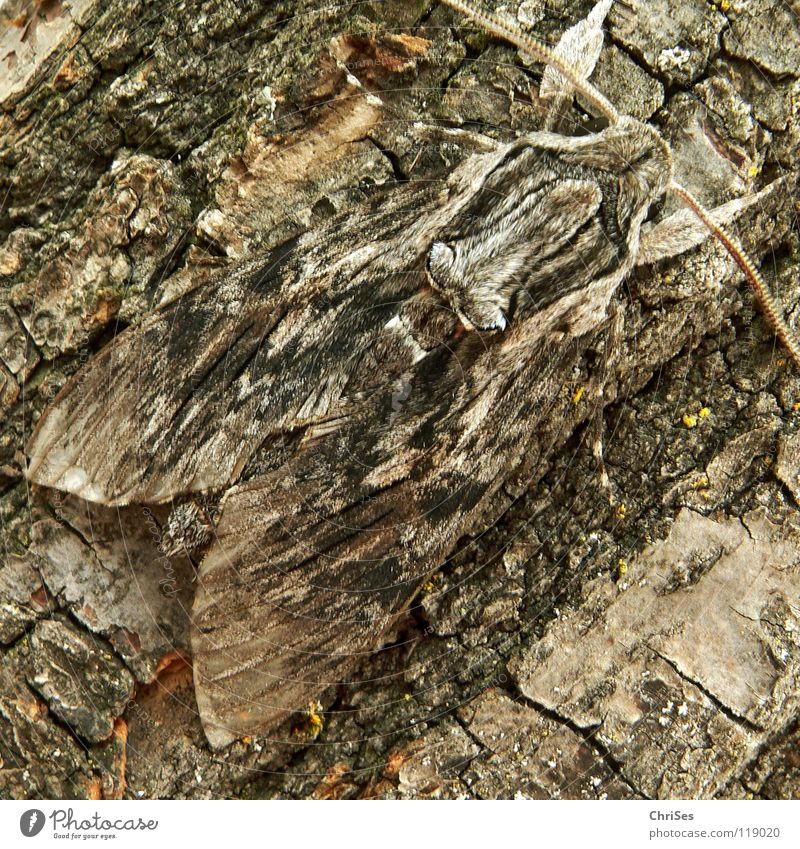 Camouflage suit : Winch Hawk_04 (Agrius convolvuli) Morning glory sphinx moth Butterfly Deception Tree bark Insect Animal Summer Gray Brown Red Feeler Hiking