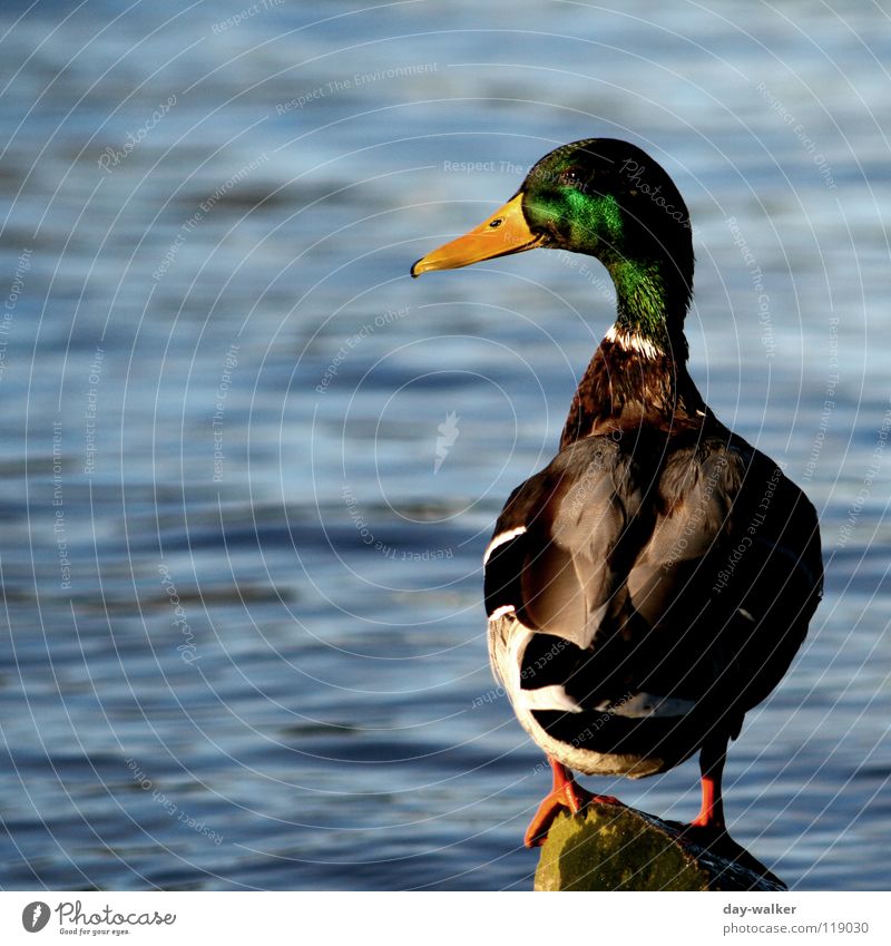 Ducktales Bird Beak Green Brown Watertight Incline Vantage point Surface Waves Wet Damp Drake waterfowl Flying Wing Feather Colour reflection webbed membranes