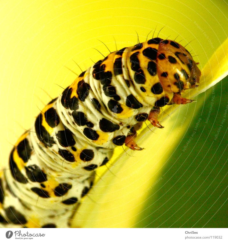 Caterpillar of the king candle Mönchs_02 Yellow Black Insect Animal Crawl Butterfly Northern Forest Macro (Extreme close-up) Close-up