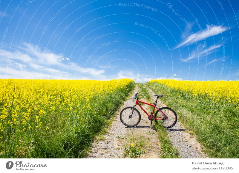 bike season Leisure and hobbies Vacation & Travel Cycling tour Summer Summer vacation Agriculture Forestry Landscape Sky Clouds Spring Beautiful weather Plant